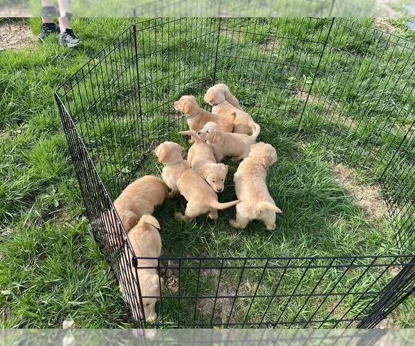Medium Photo #9 English Cream Golden Retriever-Golden Labrador Mix Puppy For Sale in LAGRANGE, OH, USA