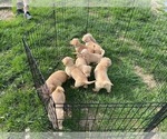 Small Photo #9 English Cream Golden Retriever-Golden Labrador Mix Puppy For Sale in LAGRANGE, OH, USA