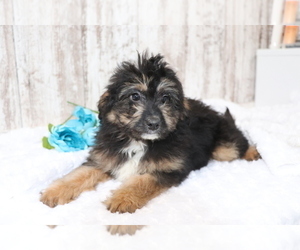 Aussie-Poo Puppy for sale in SHILOH, OH, USA