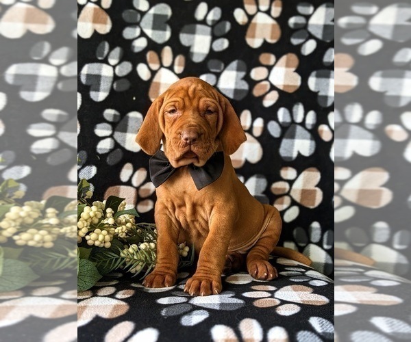 Medium Photo #2 Vizsla Puppy For Sale in KINZERS, PA, USA