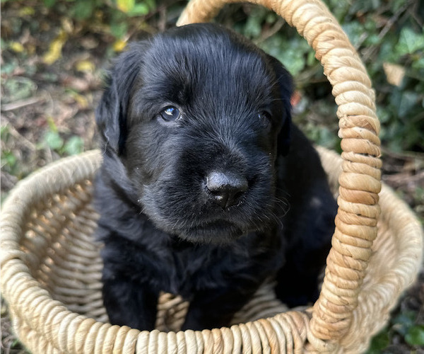 Medium Photo #2 Black Russian Terrier Puppy For Sale in S CHARLESTON, WV, USA