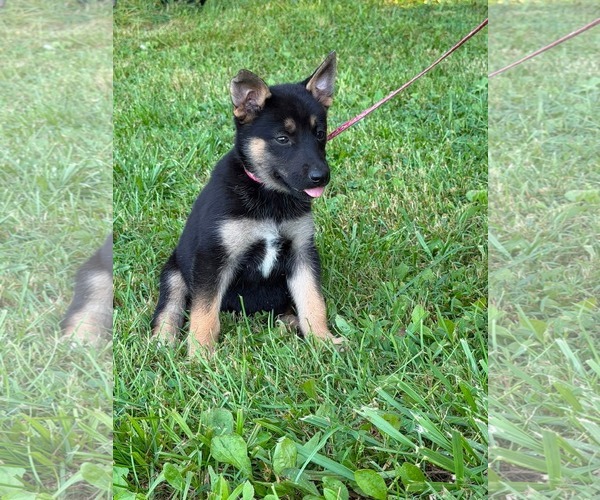 Medium Photo #9 Doberman Pinscher-German Shepherd Dog Mix Puppy For Sale in HOPKINSVILLE/PRINCETON, KY, NH, USA