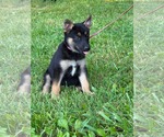 Small #8 Doberman Pinscher-German Shepherd Dog Mix