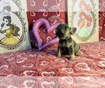 Small Photo #6 French Bulldog Puppy For Sale in REDMOND, WA, USA