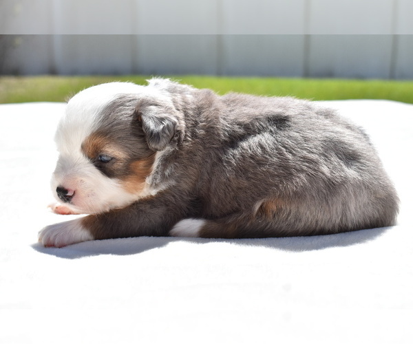 Medium Photo #3 Miniature Australian Shepherd Puppy For Sale in PALM COAST, FL, USA