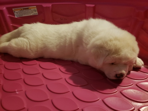Medium Photo #2 Akita Puppy For Sale in CEDAR MILLS, MN, USA