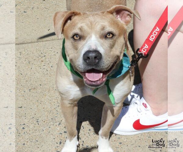 Medium Photo #7 Mutt Puppy For Sale in Washington, DC, USA