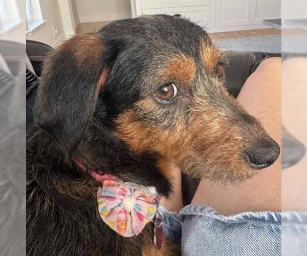 Medium Photo #3 Australian Terrier-Dachshund Mix Puppy For Sale in Oakley, CA, USA