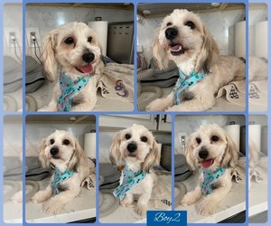 Maltipoo Puppy for sale in PALMDALE, CA, USA