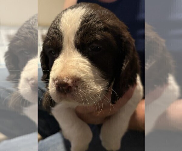 Medium Photo #1 English Springer Spaniel Puppy For Sale in TUALATIN, OR, USA
