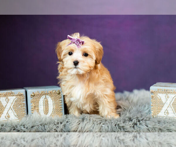 Medium Photo #6 Morkie Puppy For Sale in WARSAW, IN, USA