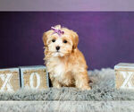 Small Photo #6 Morkie Puppy For Sale in WARSAW, IN, USA