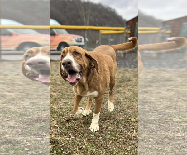 Medium Photo #6 Saint Bernard-Unknown Mix Puppy For Sale in Hinton, WV, USA