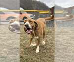 Small #5 Saint Bernard Mix