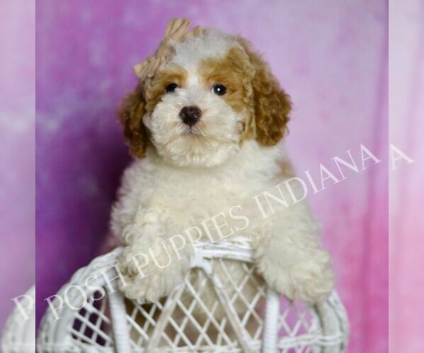 Medium Photo #24 Maltipoo (Miniature) Puppy For Sale in WARSAW, IN, USA