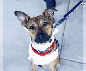 German Shepherd Dog-Unknown Mix Dogs for adoption in Bethesda, MD, USA