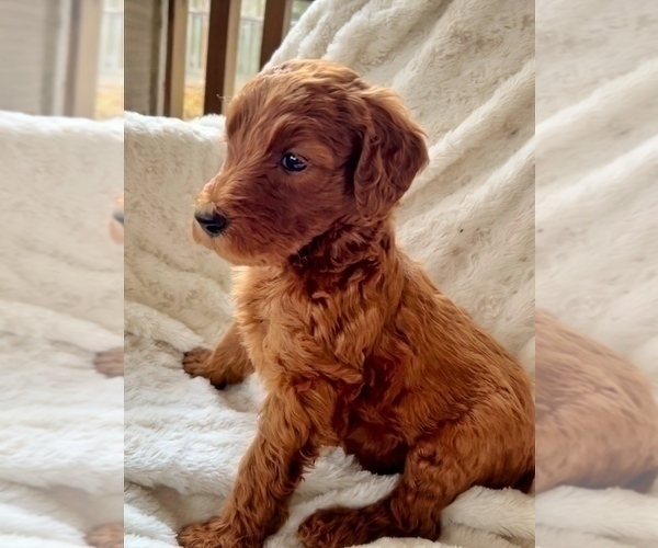 Medium Photo #3 Goldendoodle Puppy For Sale in LA FAYETTE, GA, USA