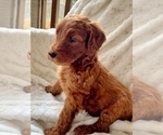 Small Photo #3 Goldendoodle Puppy For Sale in LA FAYETTE, GA, USA