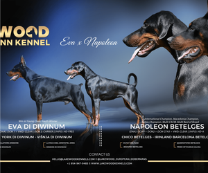 Doberman Pinscher Litter for sale in FORT LAUDERDALE, FL, USA