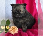 Small #1 Pomeranian