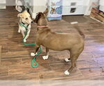 Small #7 Labrador Retriever Mix