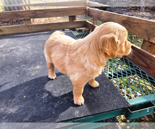 Medium Photo #2 Golden Retriever Puppy For Sale in LEON, KS, USA