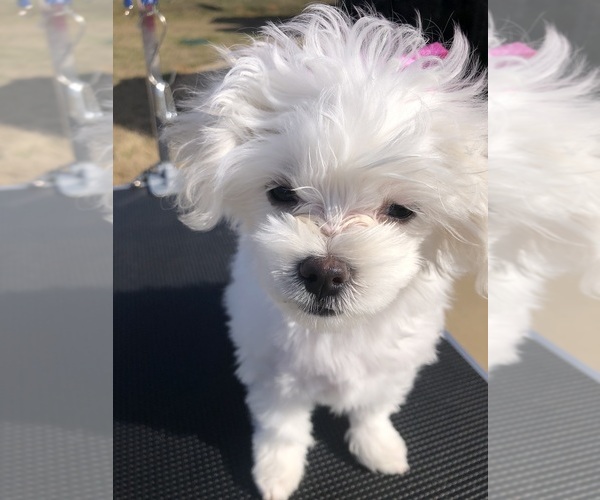Medium Photo #2 Maltese Puppy For Sale in HARVEST, AL, USA