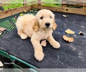 Goldendoodle Puppy for sale in LEON, KS, USA
