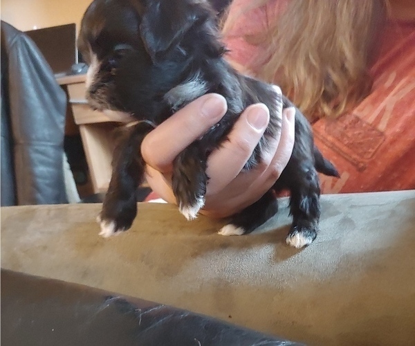 Medium Photo #5 Morkie Puppy For Sale in AUSTIN, TX, USA