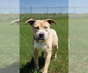 Mutt Dogs for adoption in Abbeville, LA, USA