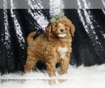 Small Photo #88 Poodle (Toy) Puppy For Sale in WARSAW, IN, USA