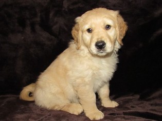 Golden Retriever Puppy for sale in LYONS, KS, USA