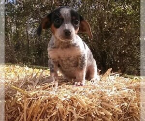 Cavalier King Charles Spaniel-Unknown Mix Puppy for sale in FREDERICKSBG, OH, USA
