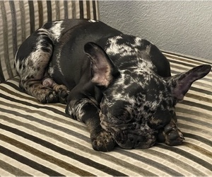 French Bulldog Puppy for sale in LOS ANGELES, CA, USA