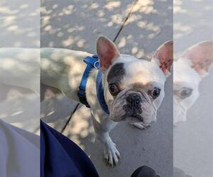 Medium French Bulldog Mix