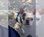 Small French Bulldog Mix