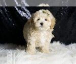 Small #2 Maltipoo