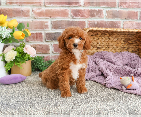 Medium Photo #3 Poodle (Miniature) Puppy For Sale in SYRACUSE, IN, USA