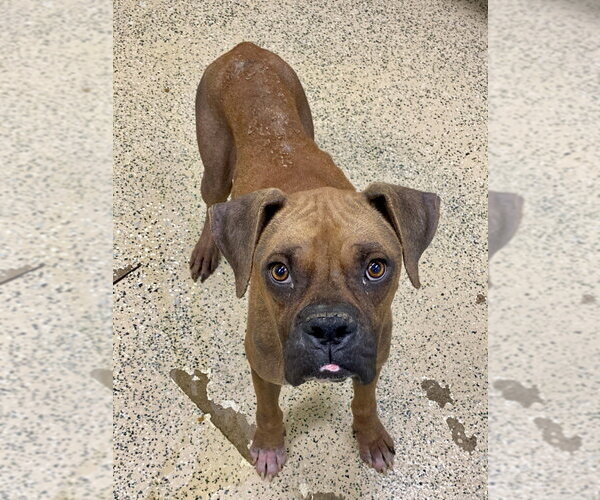 Medium Photo #3 Boxer Puppy For Sale in Austin, TX, USA