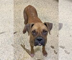 Small #2 Boxer