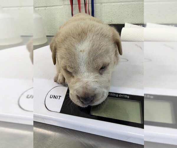 Medium Photo #1 Labrador Retriever-Unknown Mix Puppy For Sale in Corpus Christi, TX, USA