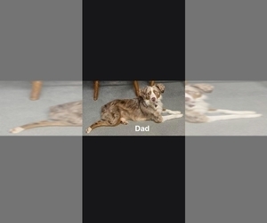 Father of the Miniature Australian Shepherd puppies born on 05/03/2026