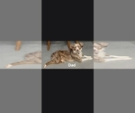 Small Photo #1 Miniature Australian Shepherd Puppy For Sale in WADESBORO, NC, USA