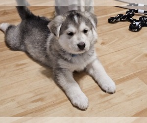 Alaskan Husky-German Shepherd Dog Mix Puppy for sale in WADDELL, AZ, USA