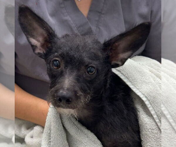 Medium Photo #1 Chihuahua-Unknown Mix Puppy For Sale in Chico, CA, USA