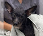 Small Chihuahua Mix
