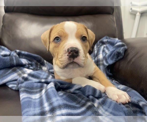 Medium Photo #74 American Bully Puppy For Sale in REESEVILLE, WI, USA