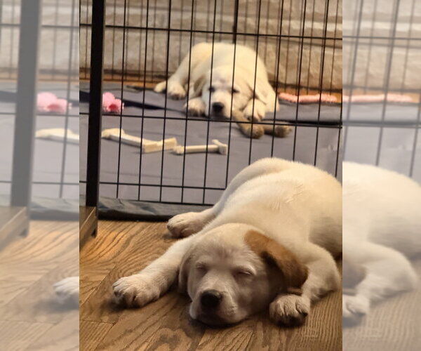 Medium Photo #6 Great Pyrenees-Unknown Mix Puppy For Sale in Brewster, NY, USA