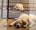 Small #5 Great Pyrenees Mix