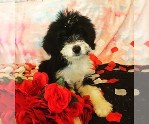 Bernedoodle Puppy for sale in MYRTLE CREEK, OR, USA